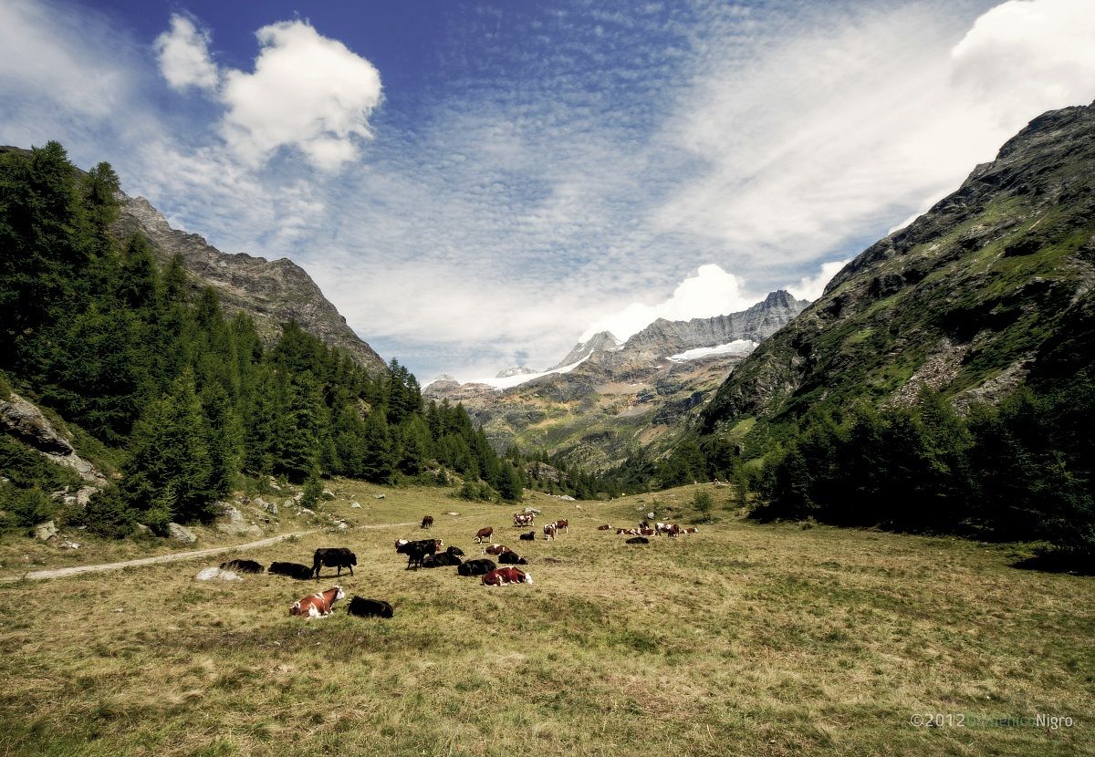 grazing at high altitude