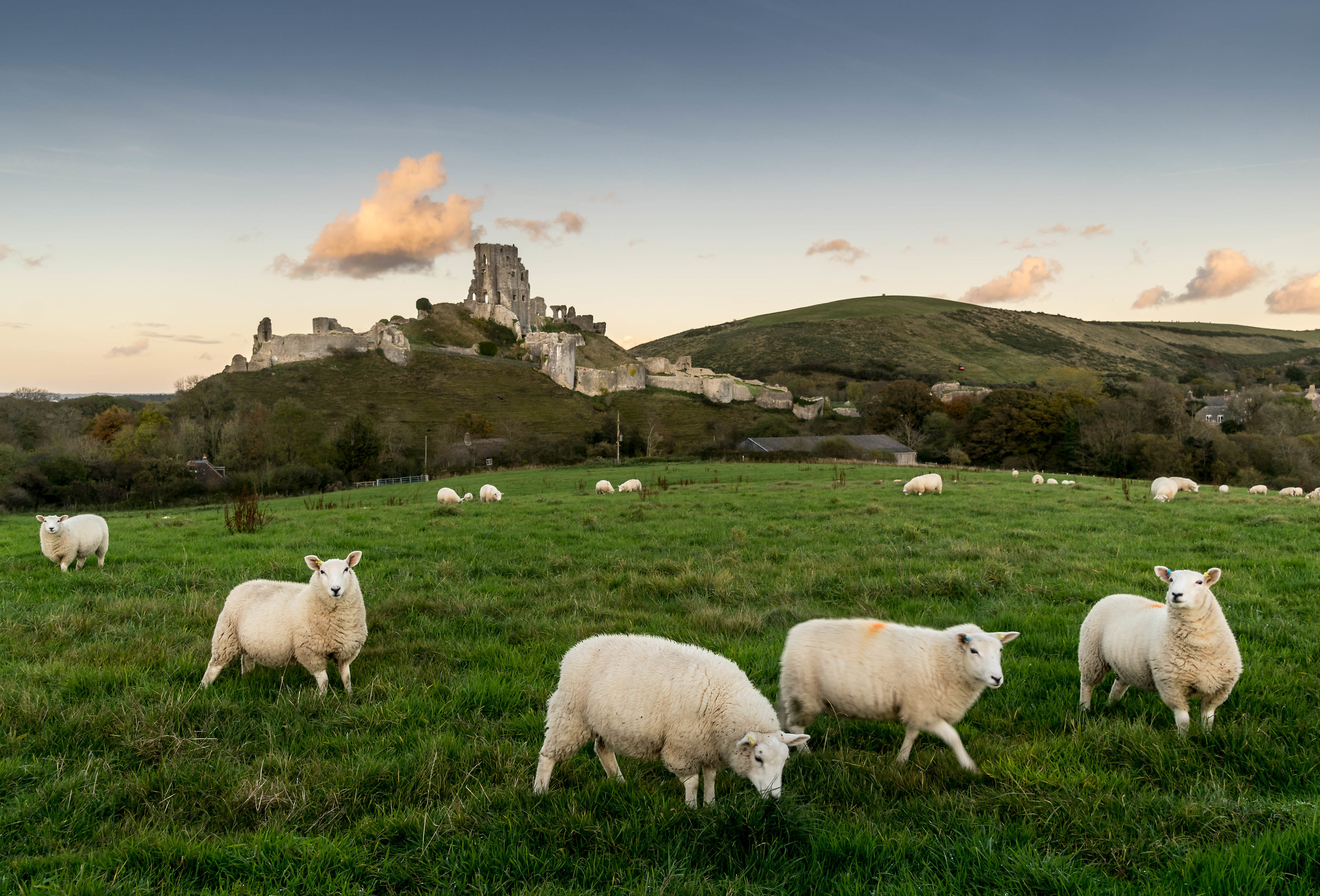 Sheep In The Fields Below Corfe Castle