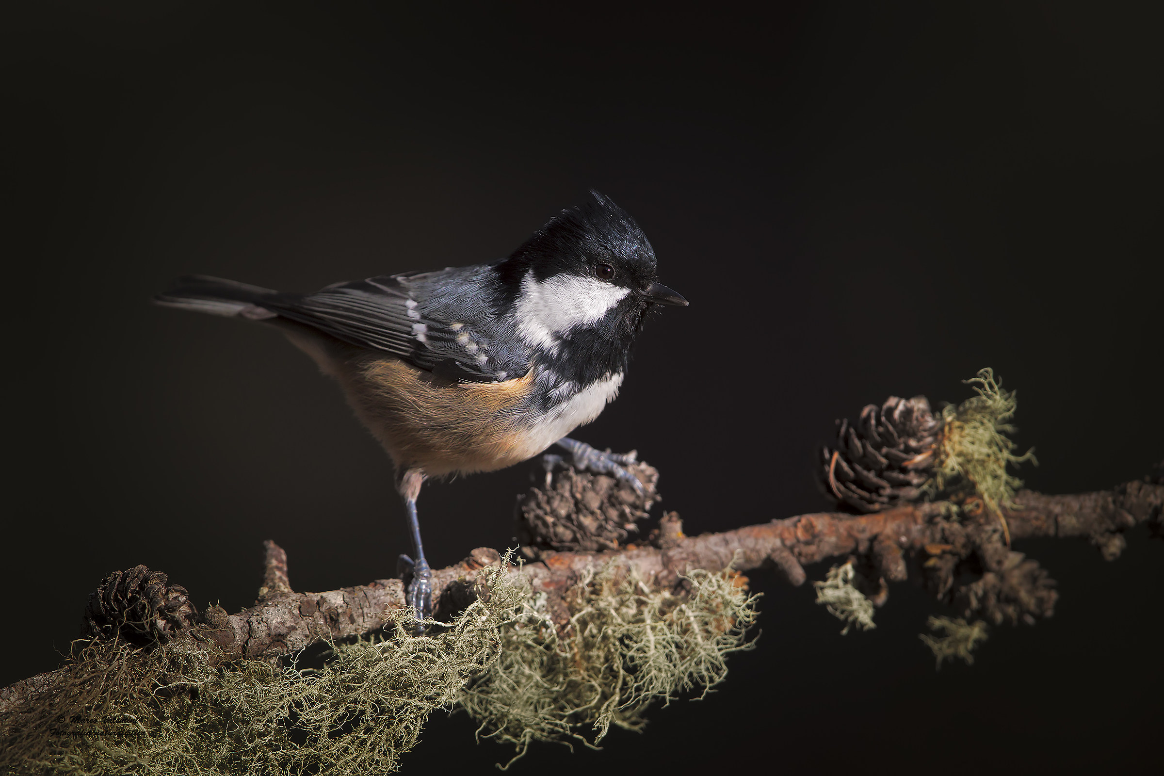 Coal Tit