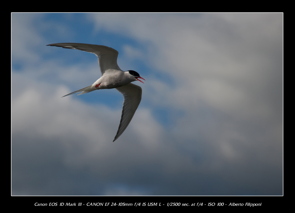 Artic Stern - Iceland