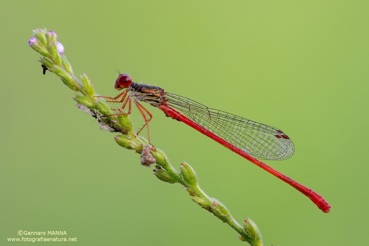 Ceriagrion tenellum
