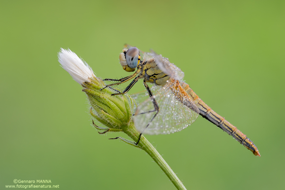 Sympetrum fonscolombii