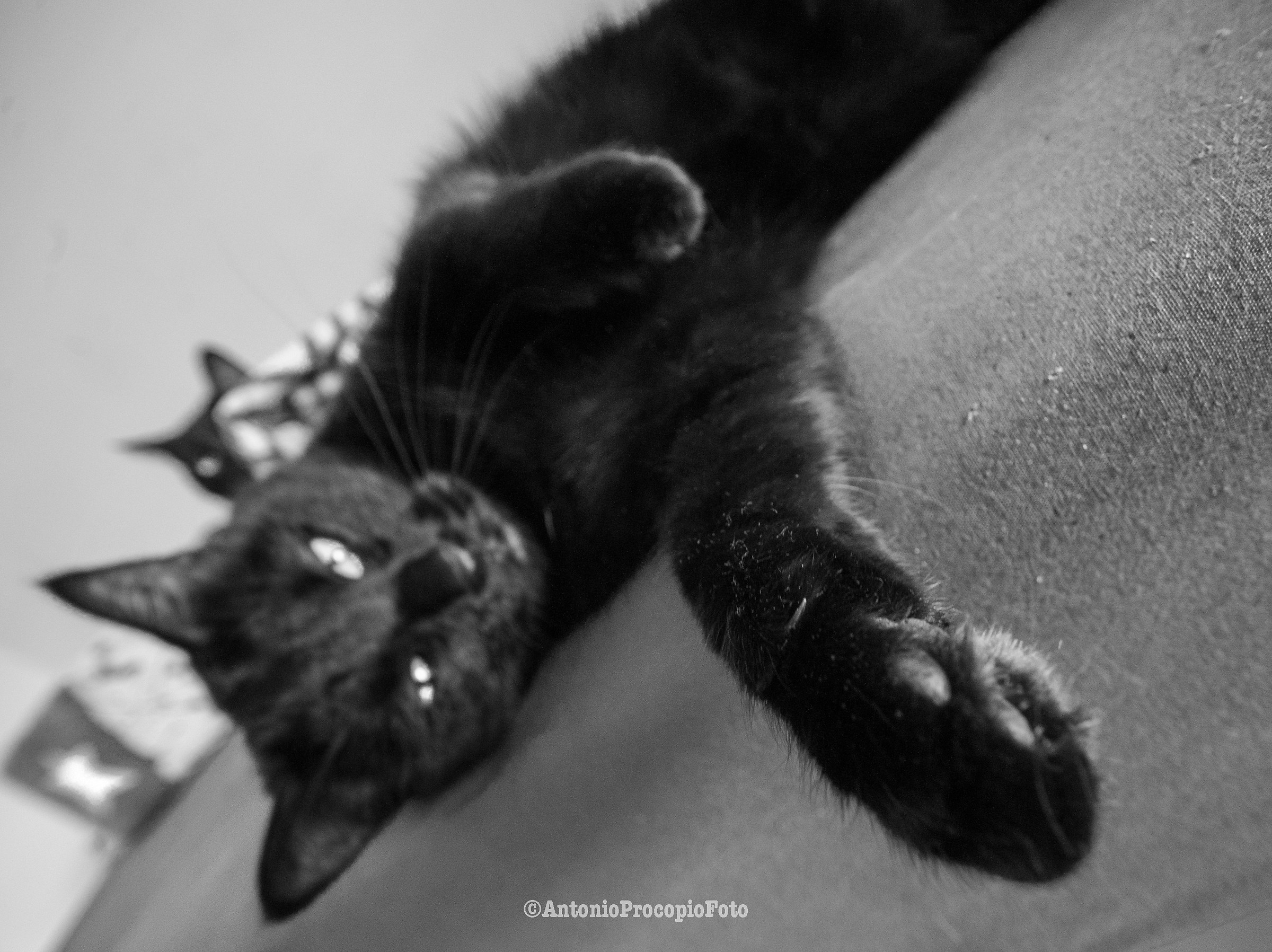 Mamma Cat looking for Cuddles