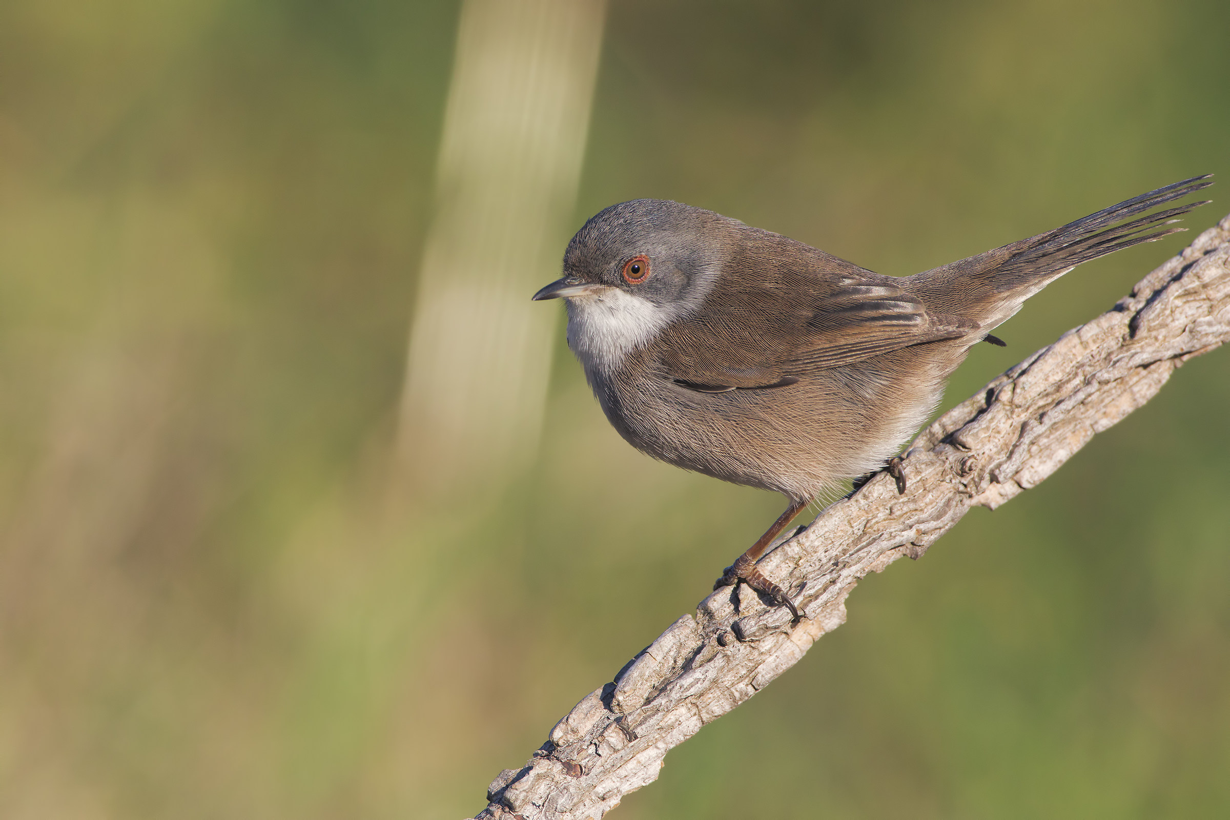 Warbler