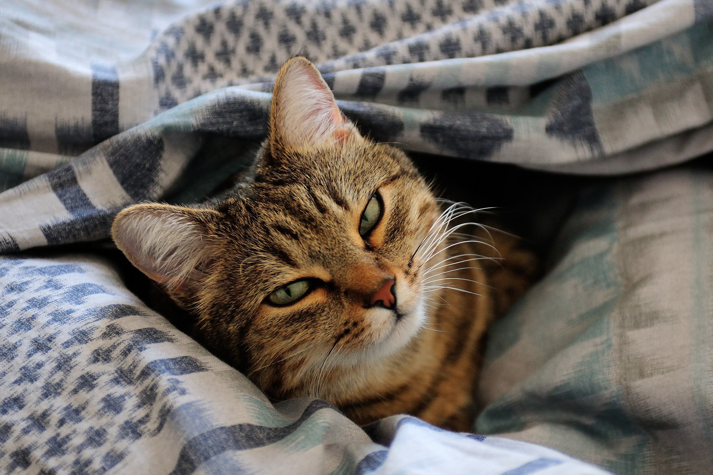 That pleasure the duvet!