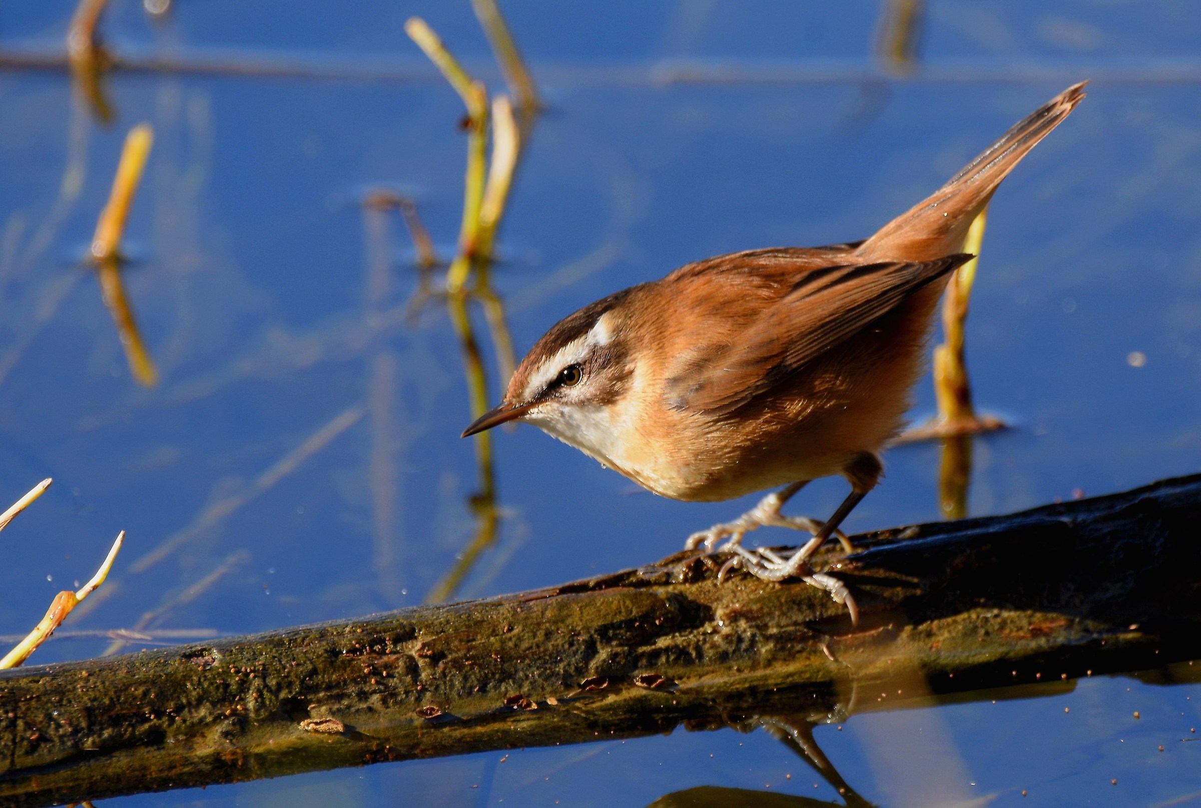 Forapaglie castagnolo