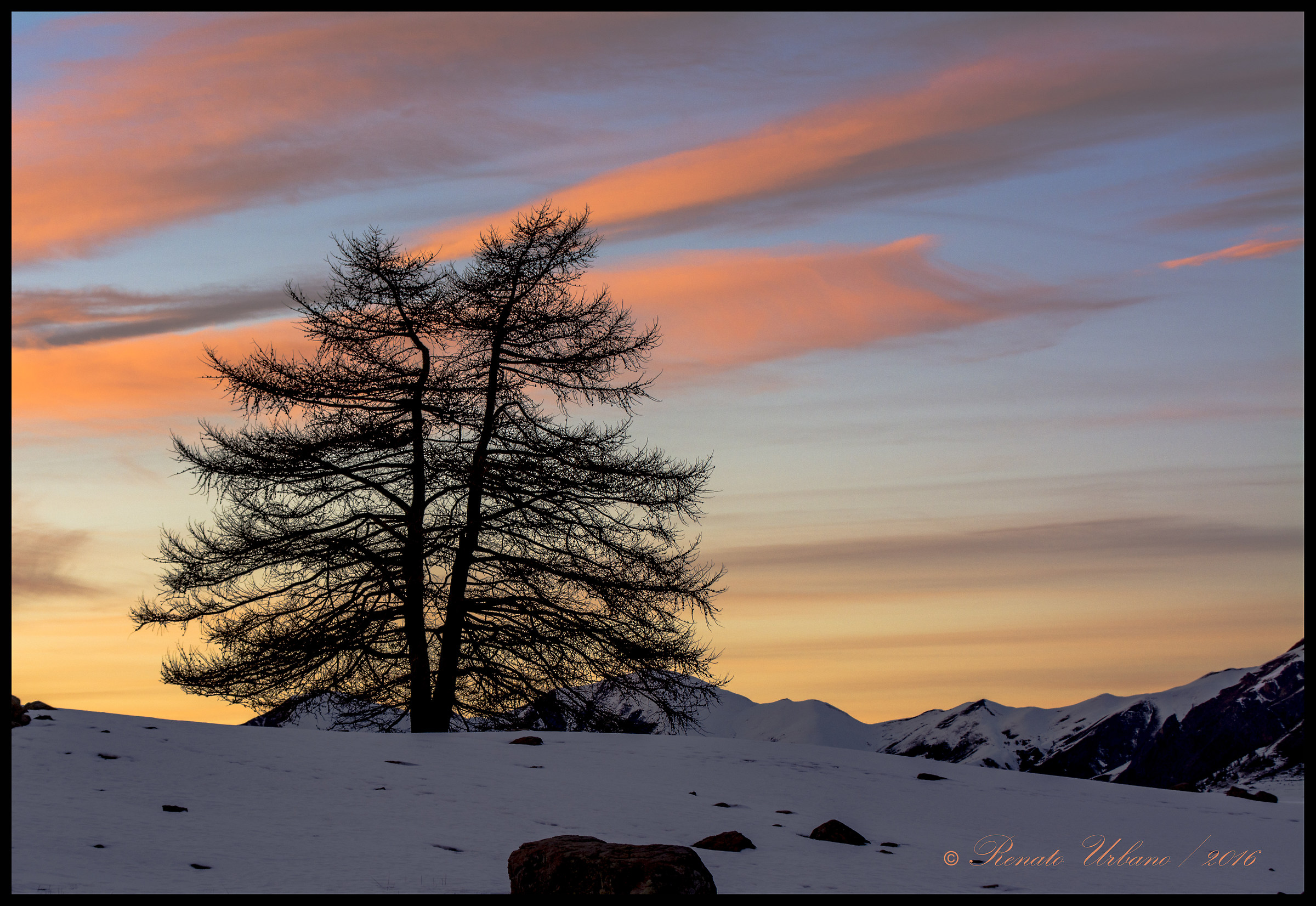 Trees at sunset