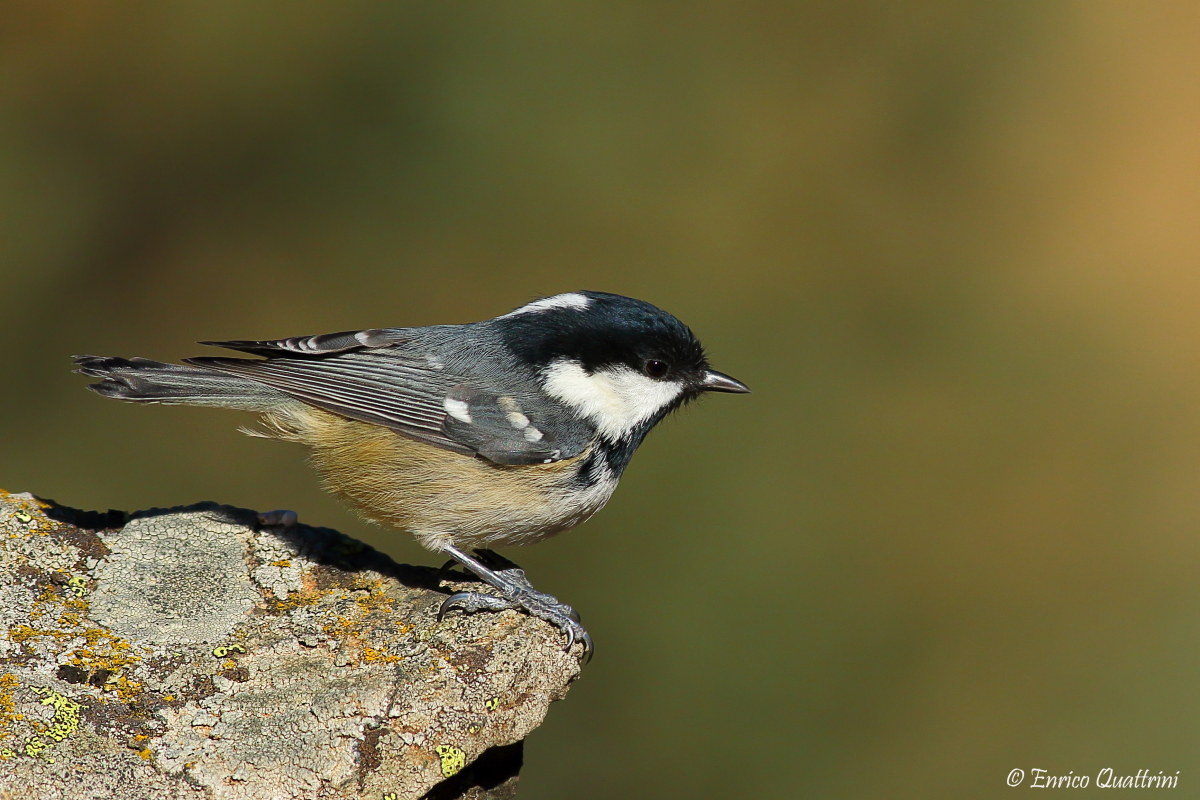 Coal Tit