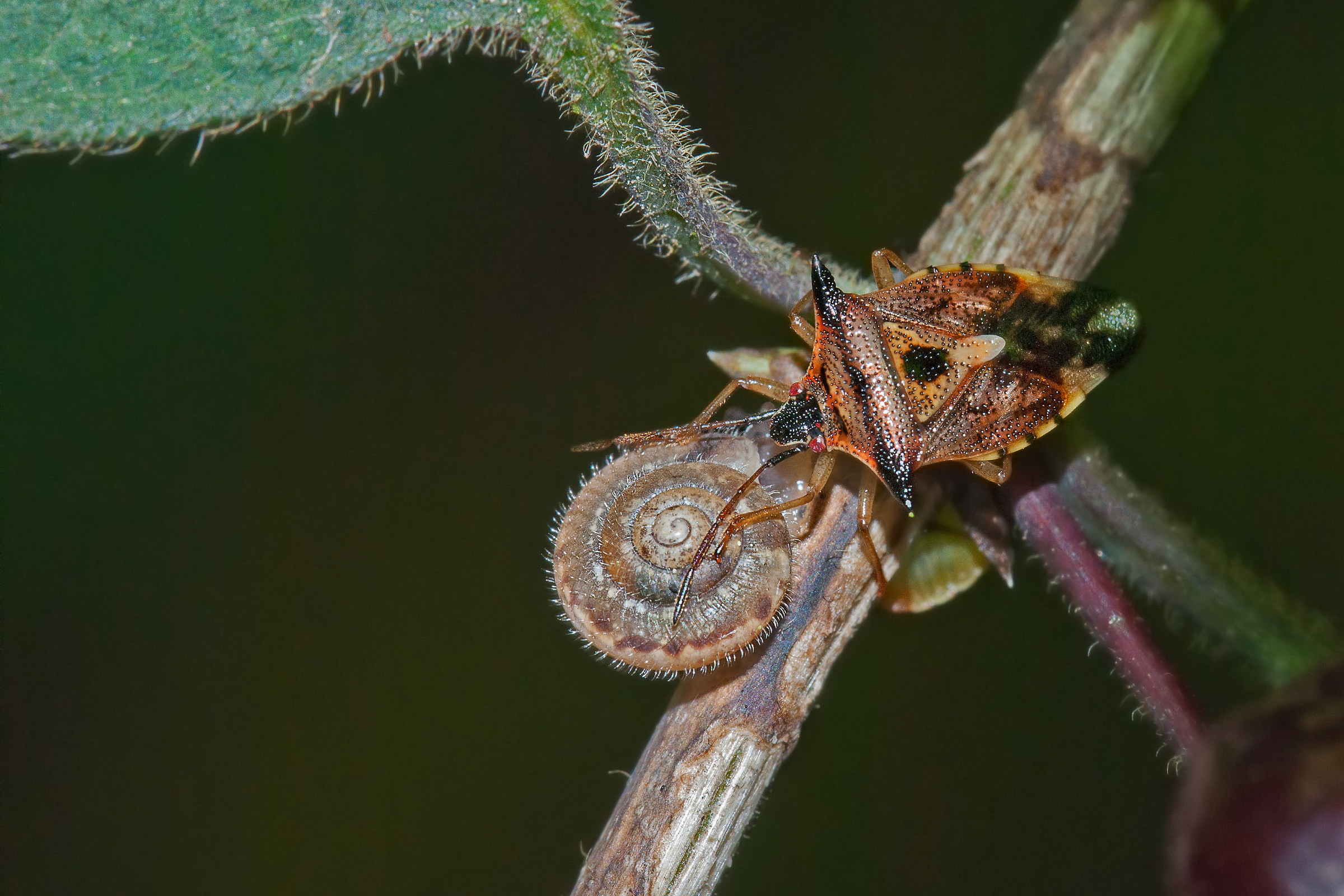 The little drummer boy