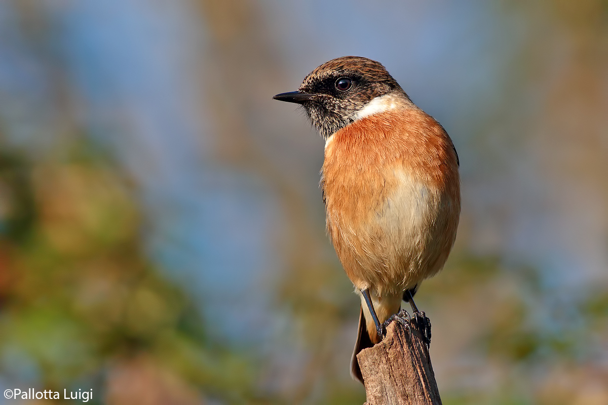Stonechat (Saxicola torquata)