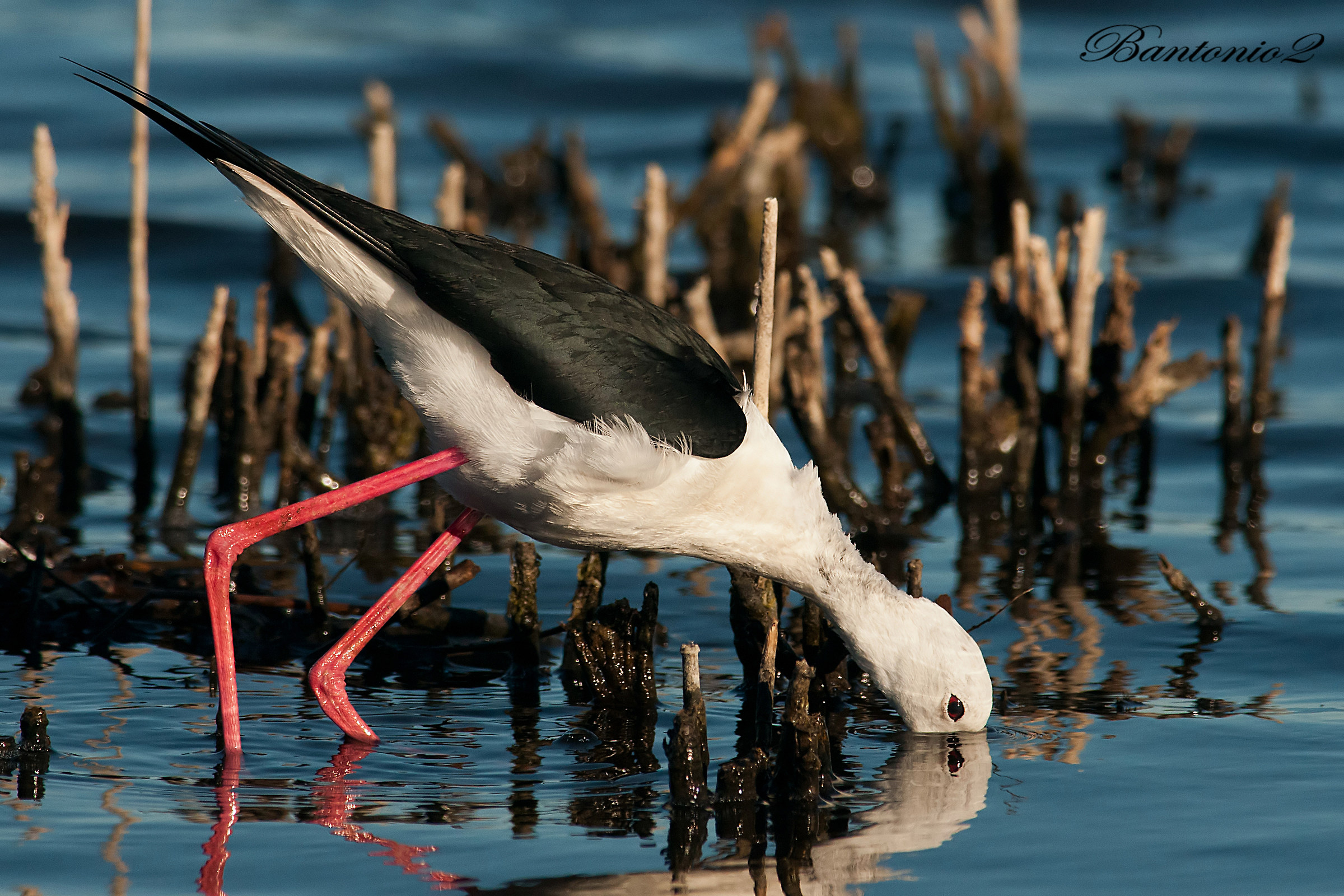 Knight of Italy "set."