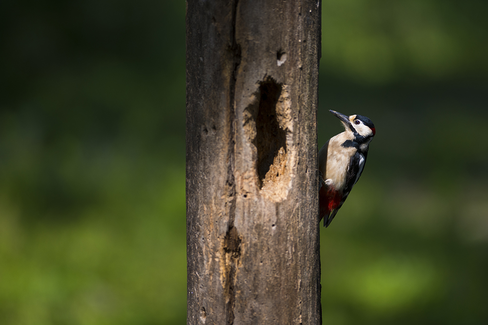 Picchio rosso maggiore