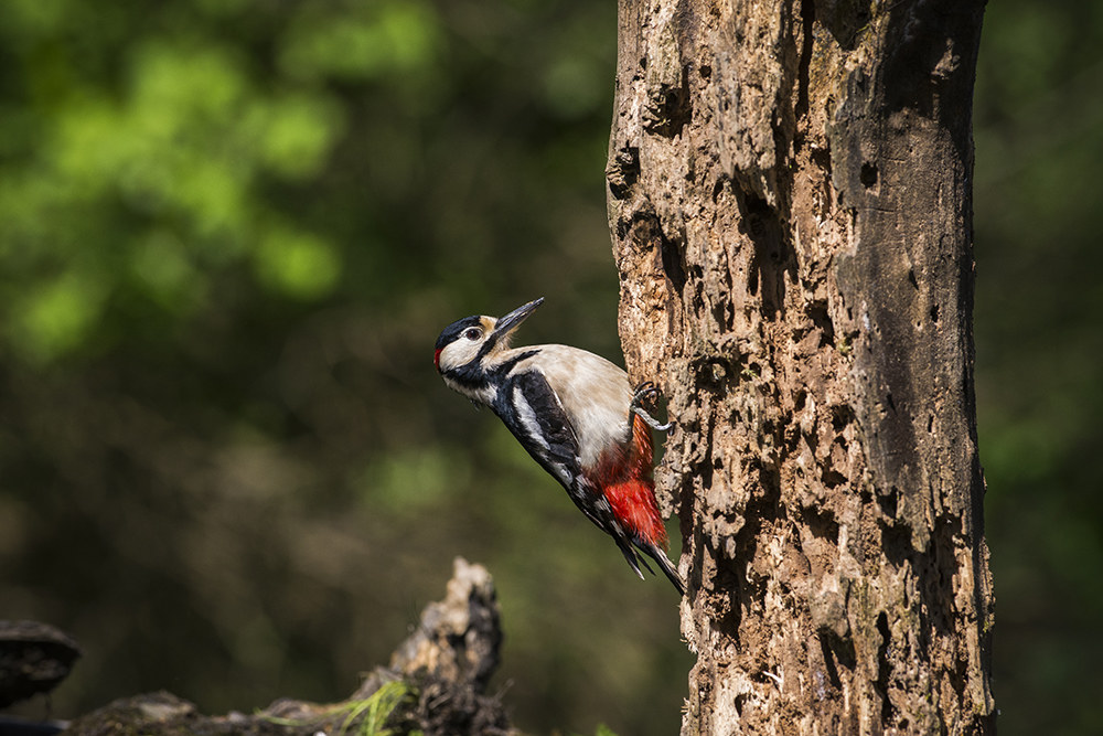 Picchio rosso maggiore
