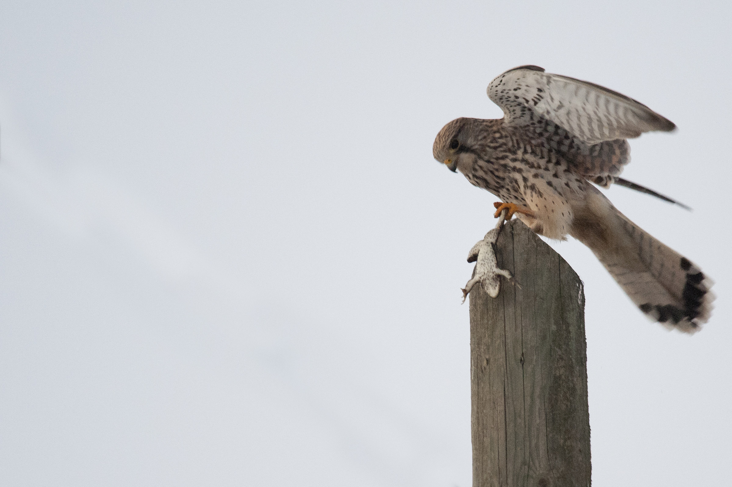 Kestrel