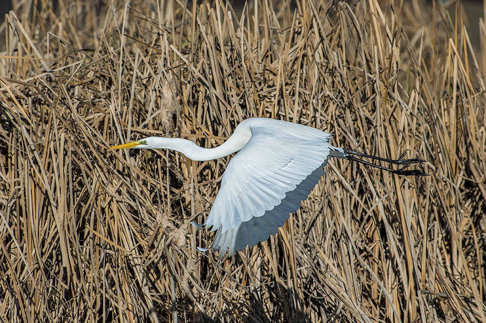 White Heron