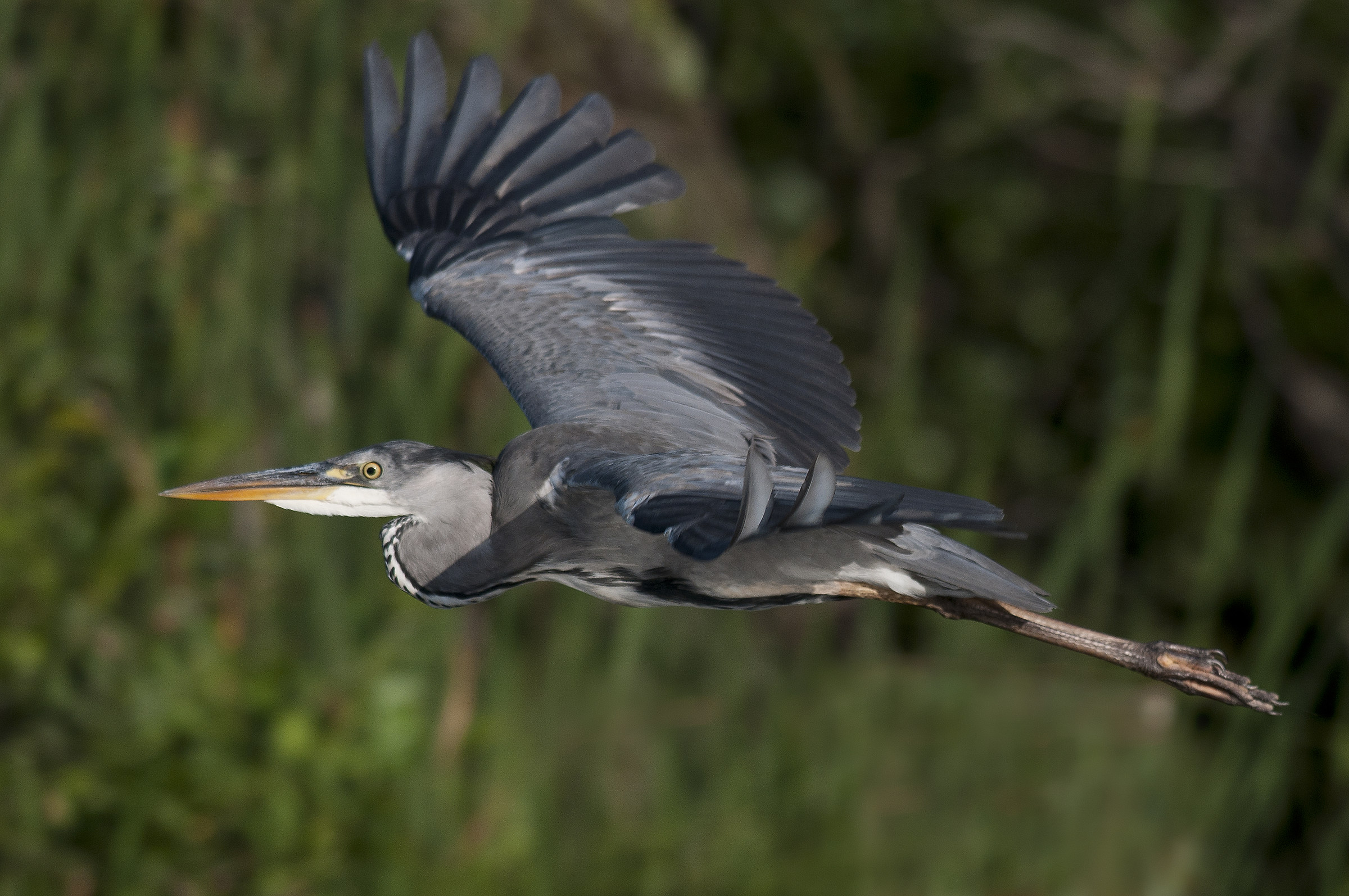 Grey Heron