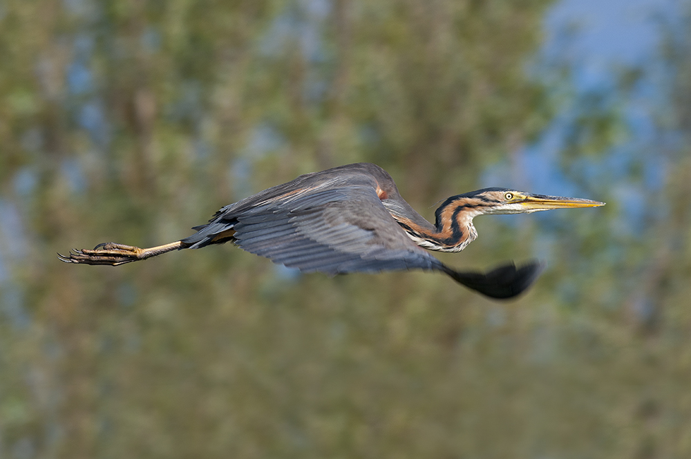 Purple Heron