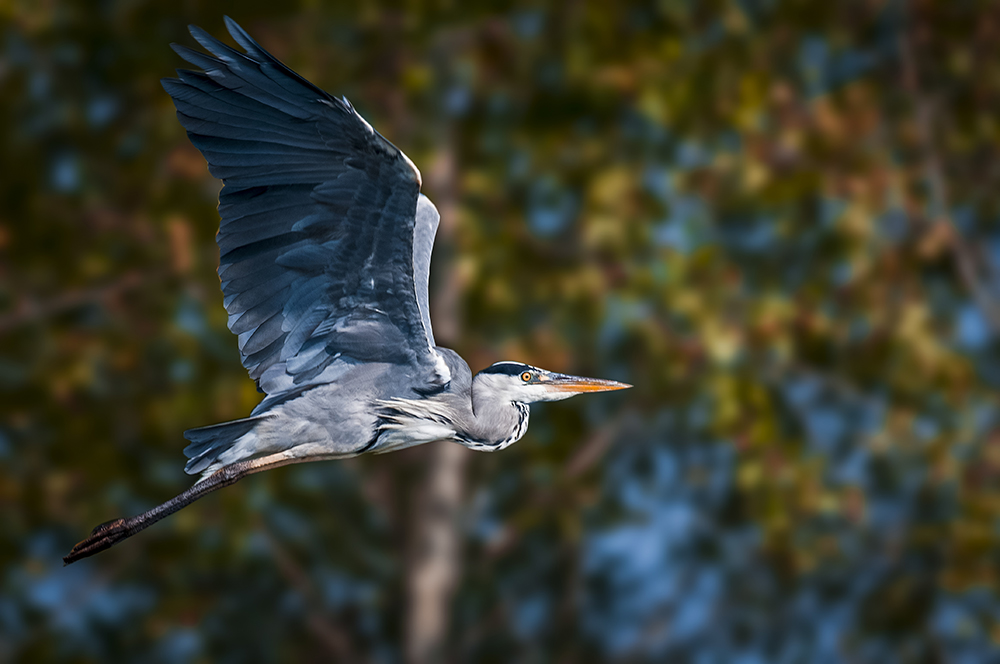 Grey Heron