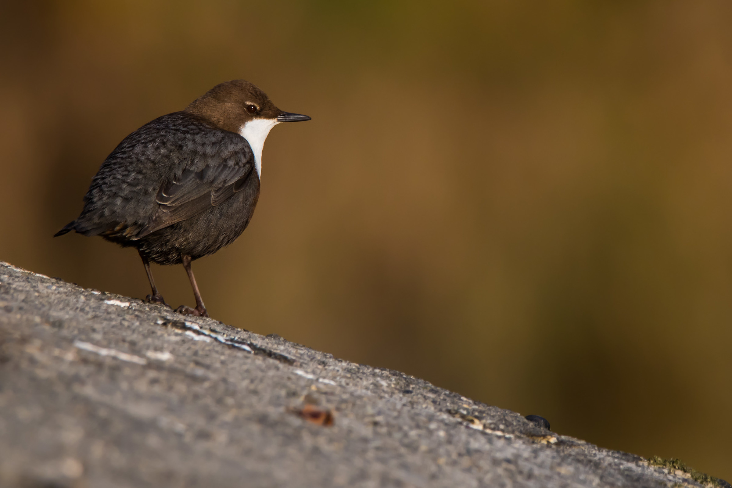 Dipper dawn