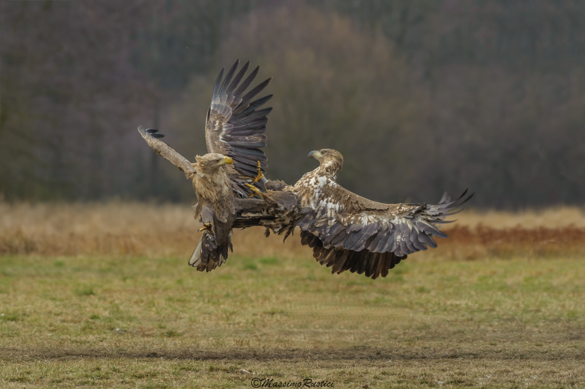 Eagles mare..Polonia 2016