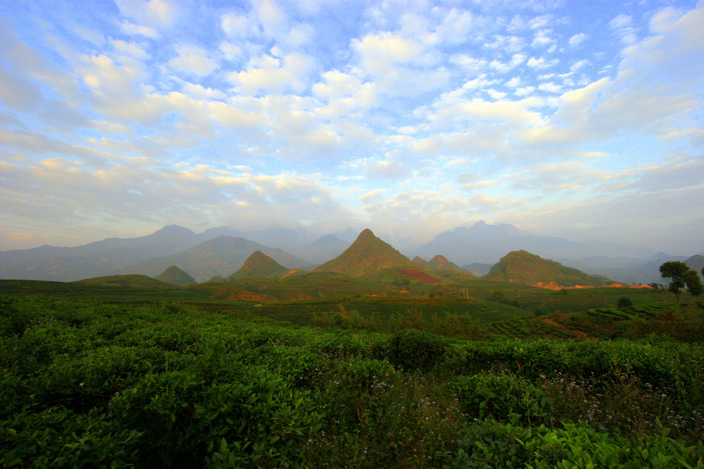 9600 Plantations of the (added saturation)