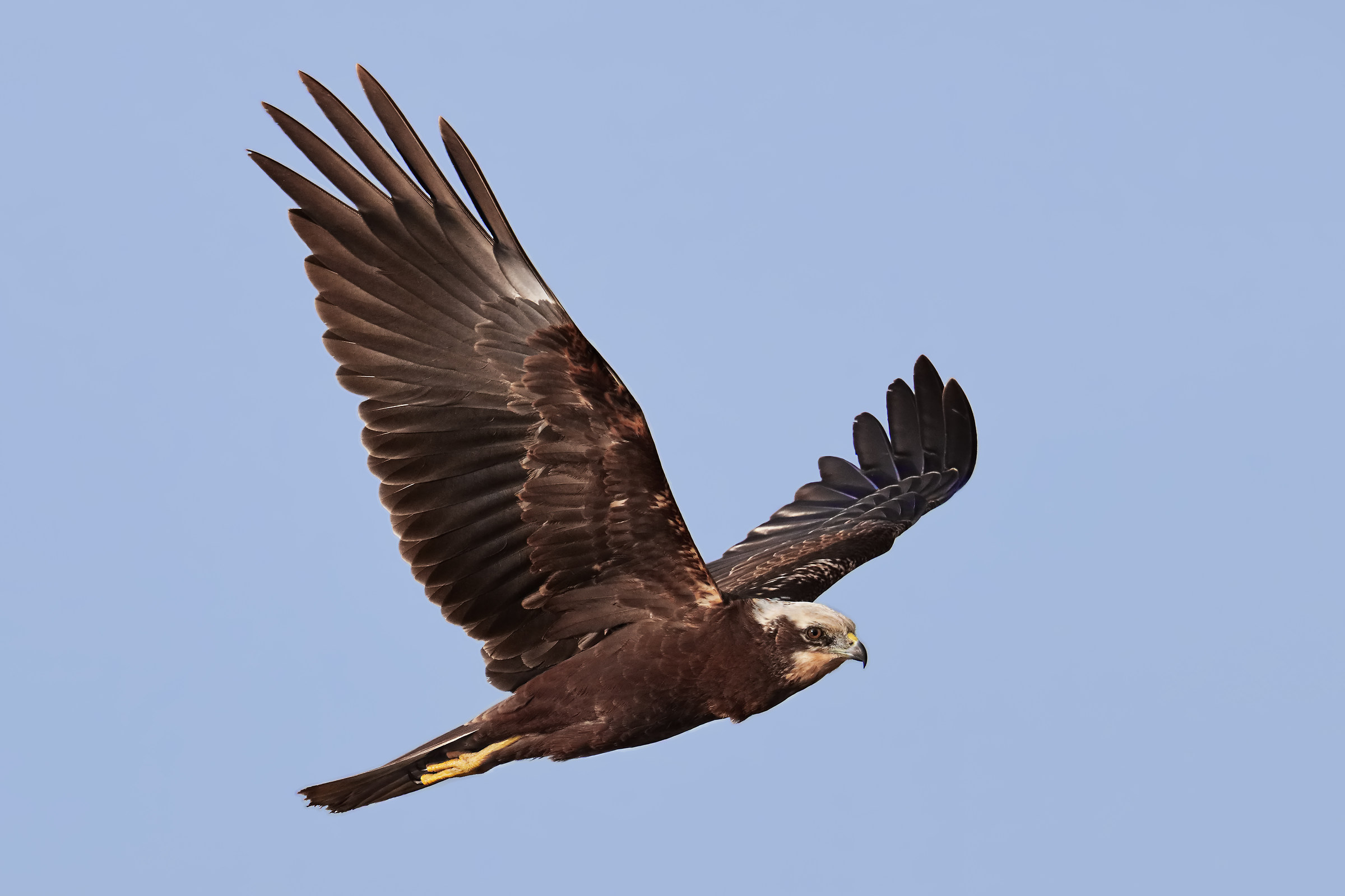 Marsh harrier