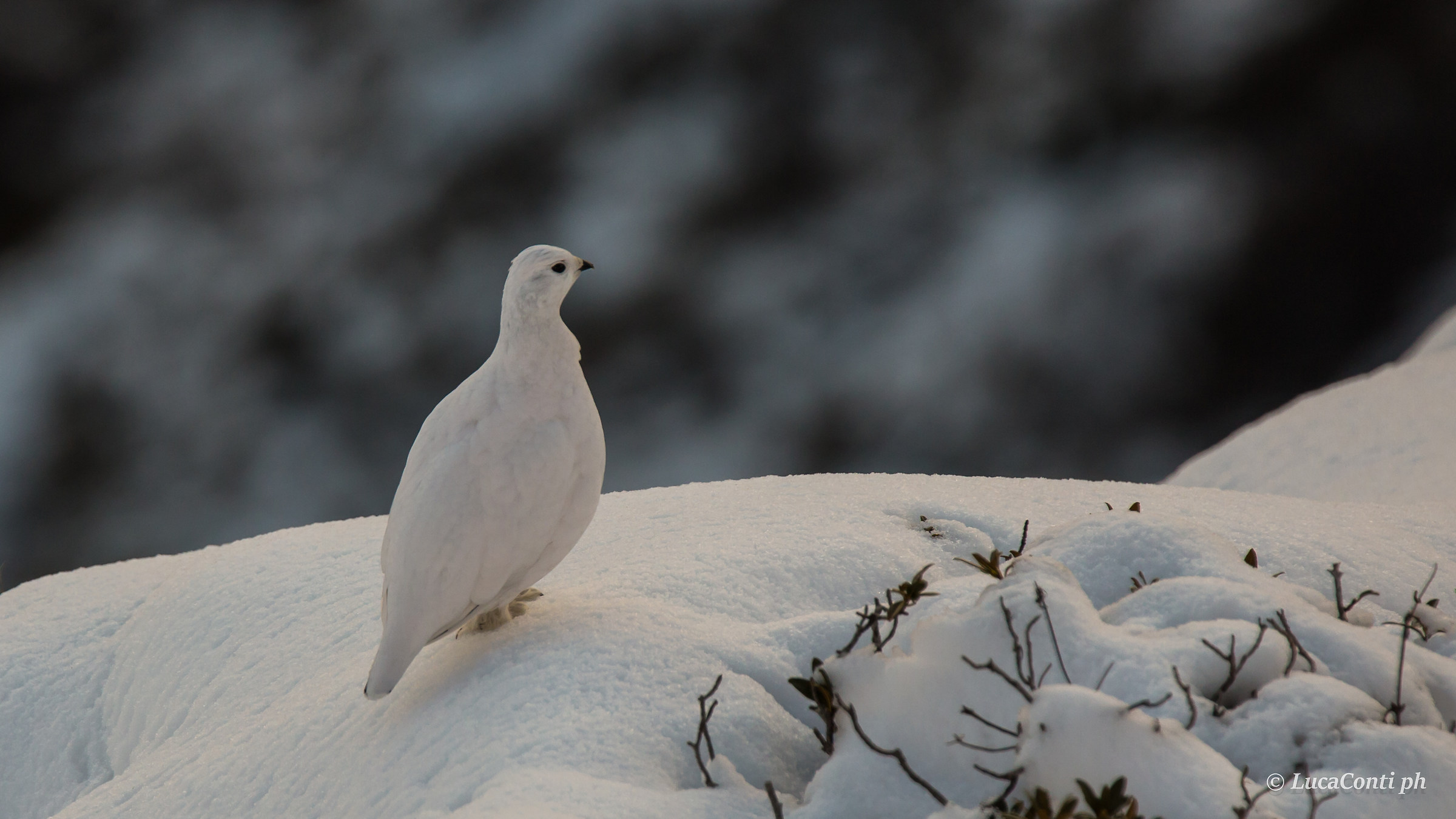 ptarmigan male