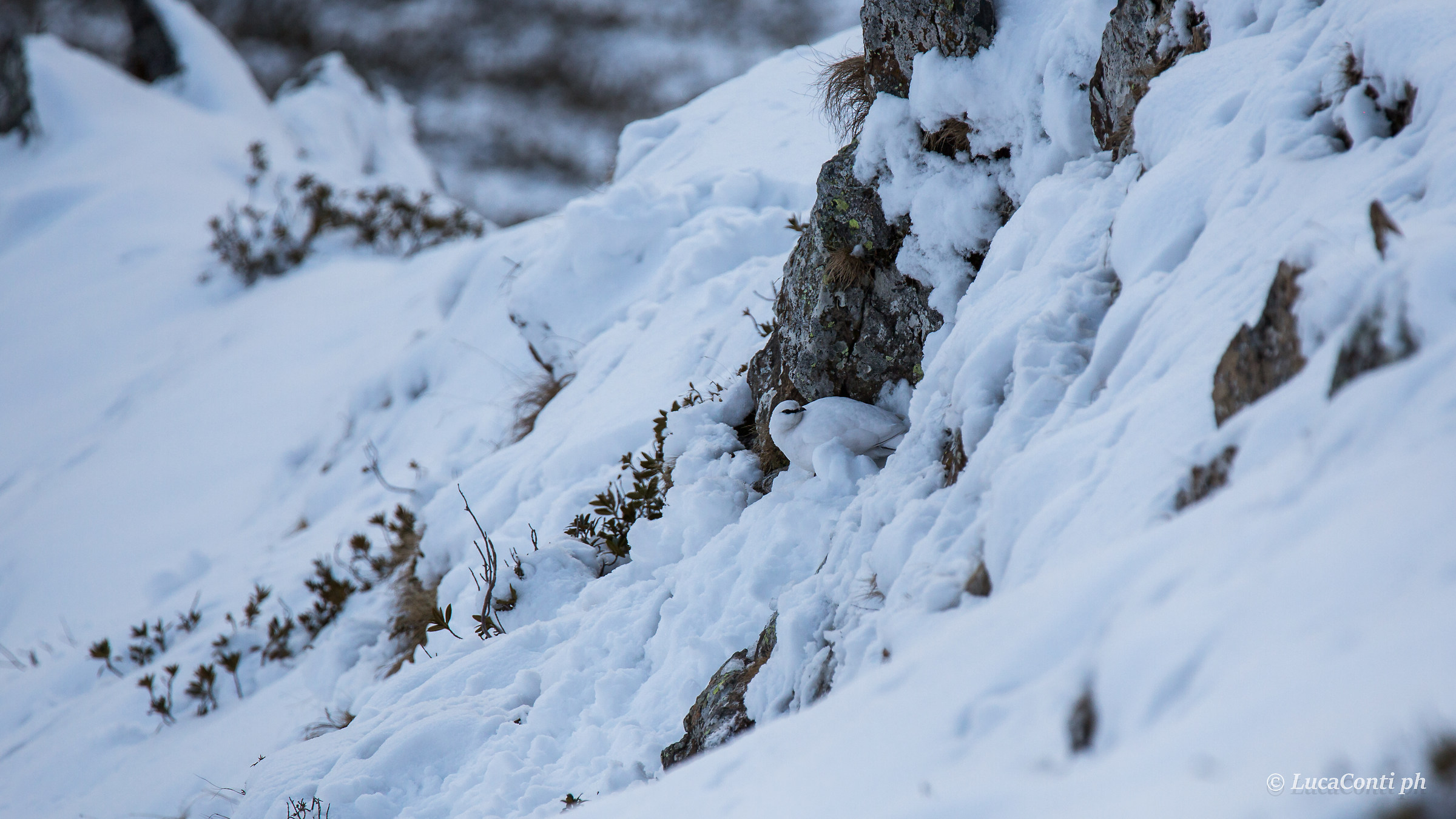 Female ptarmigan