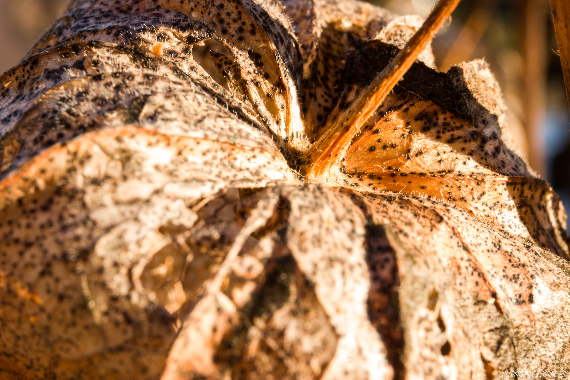 Goblet of Alkekengi closed (dry)