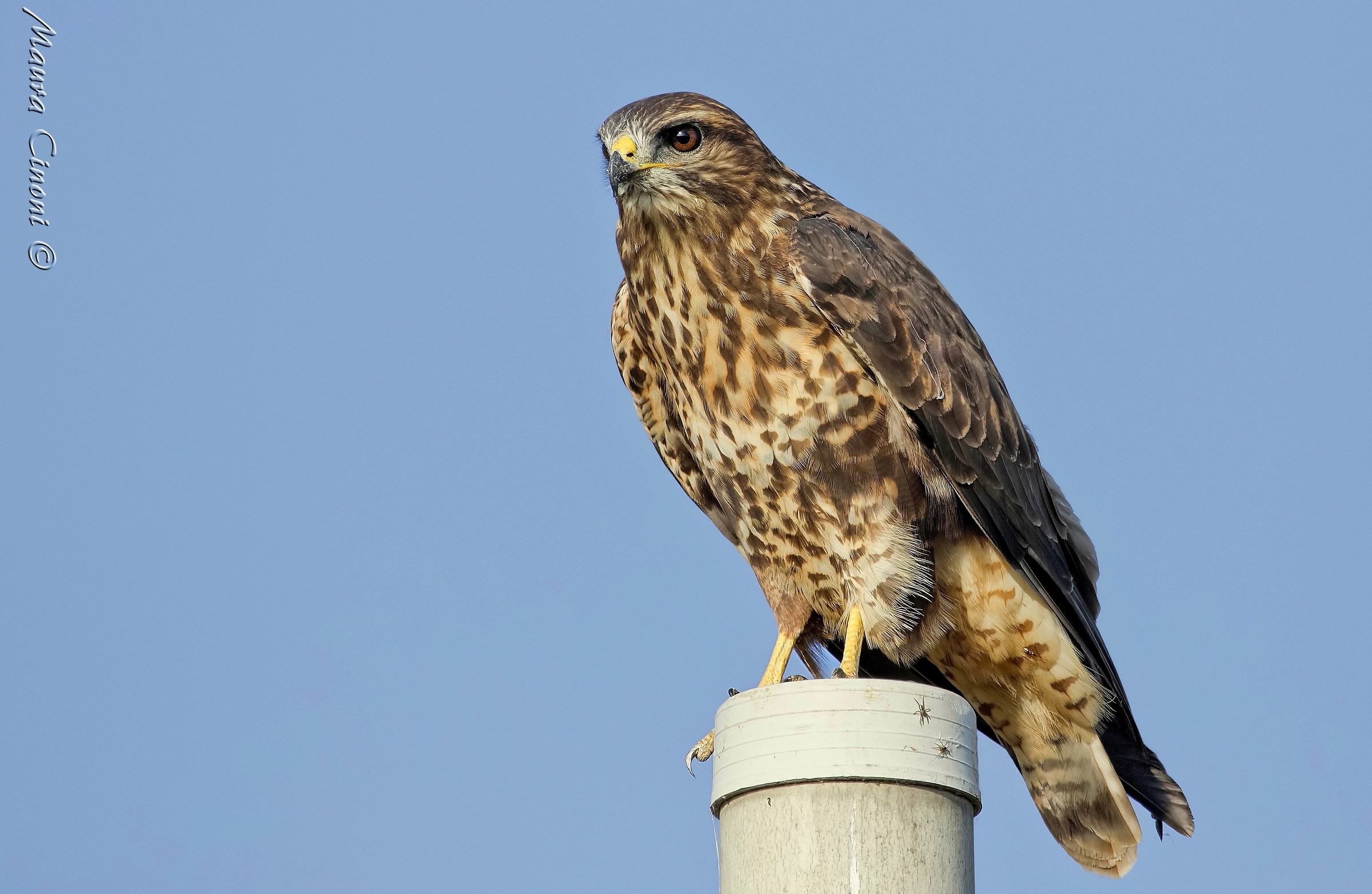 Poiana.I perches we can not choose them