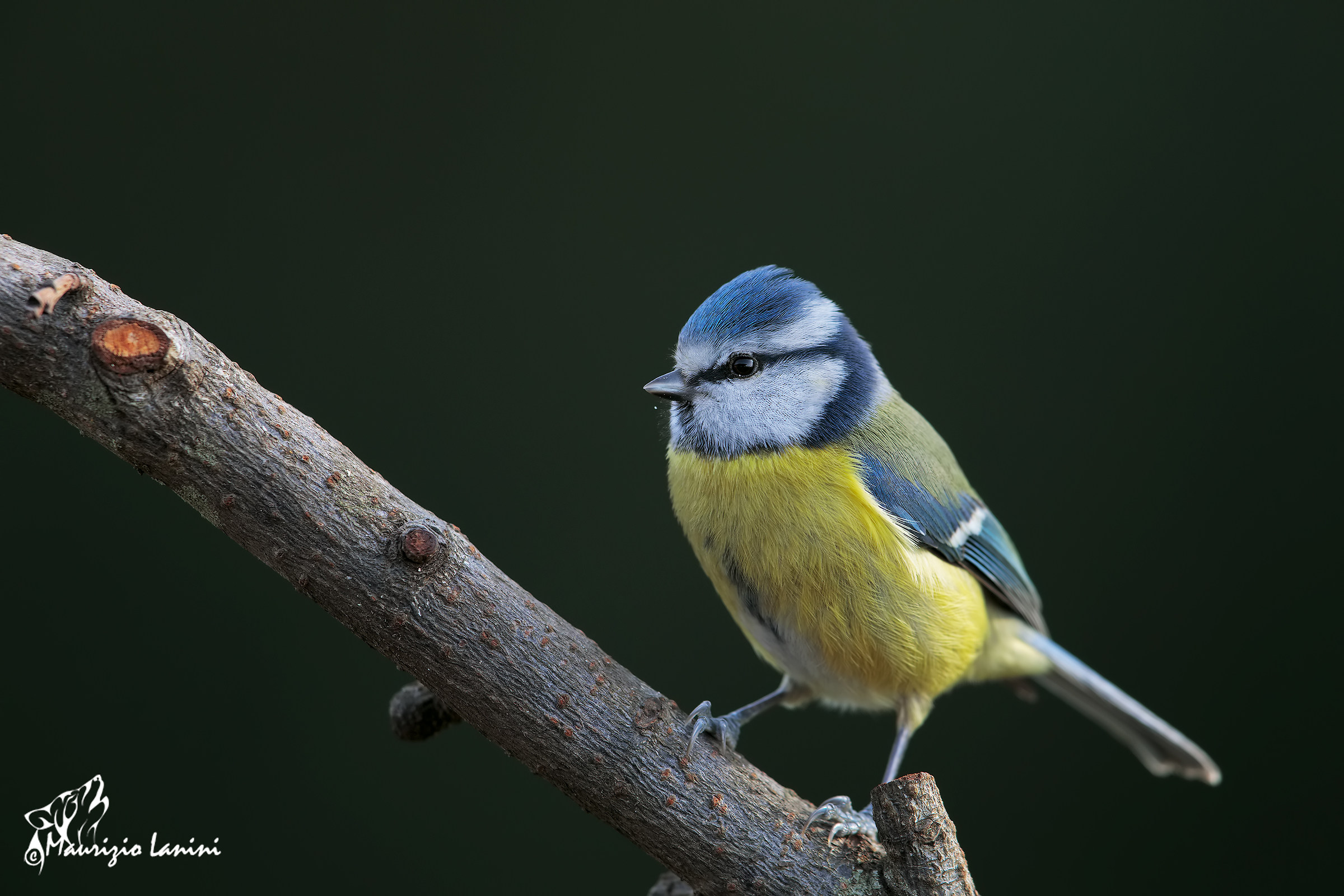 Tit with 5 D MKIV