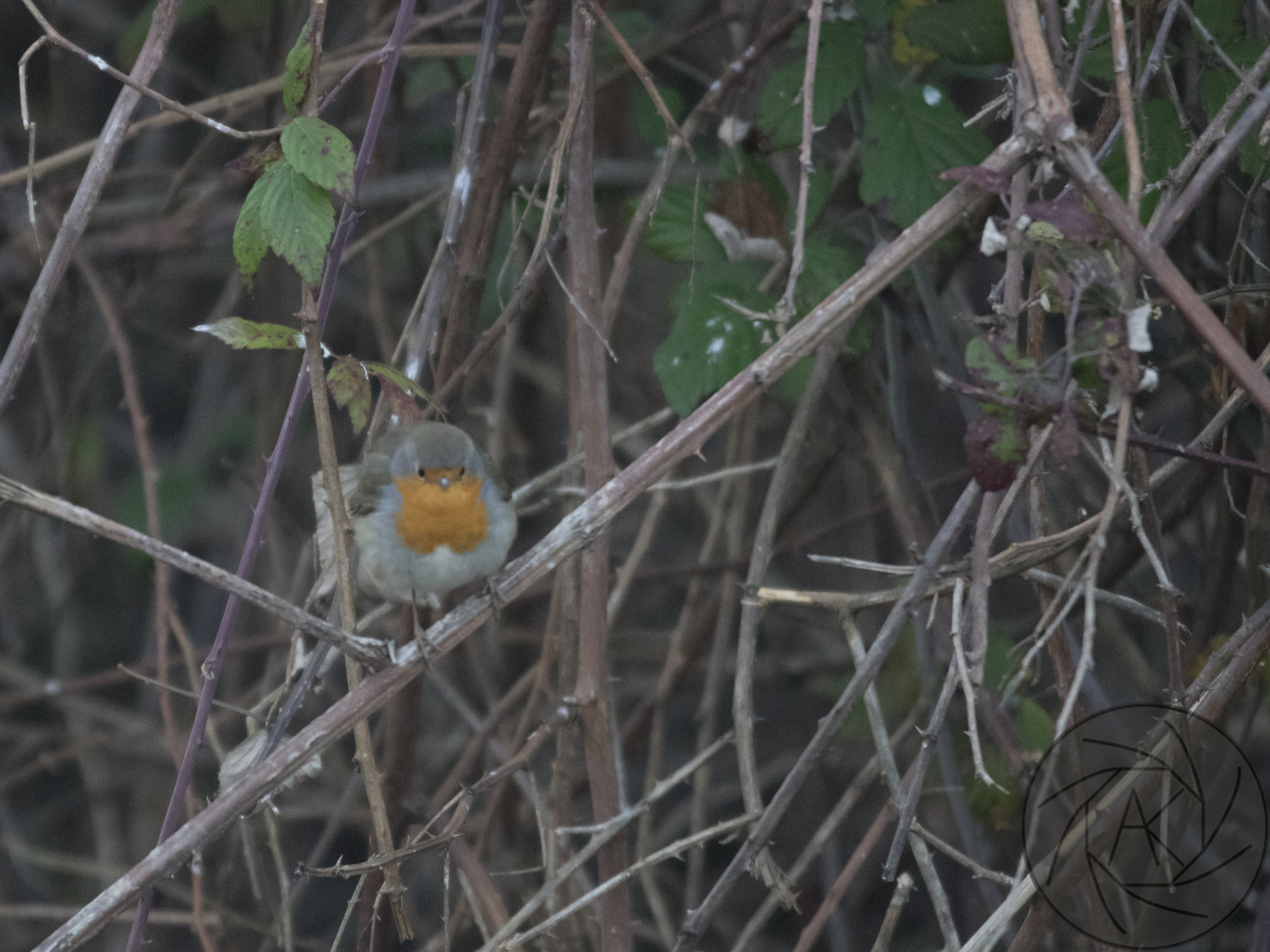 Robin...senza Batman