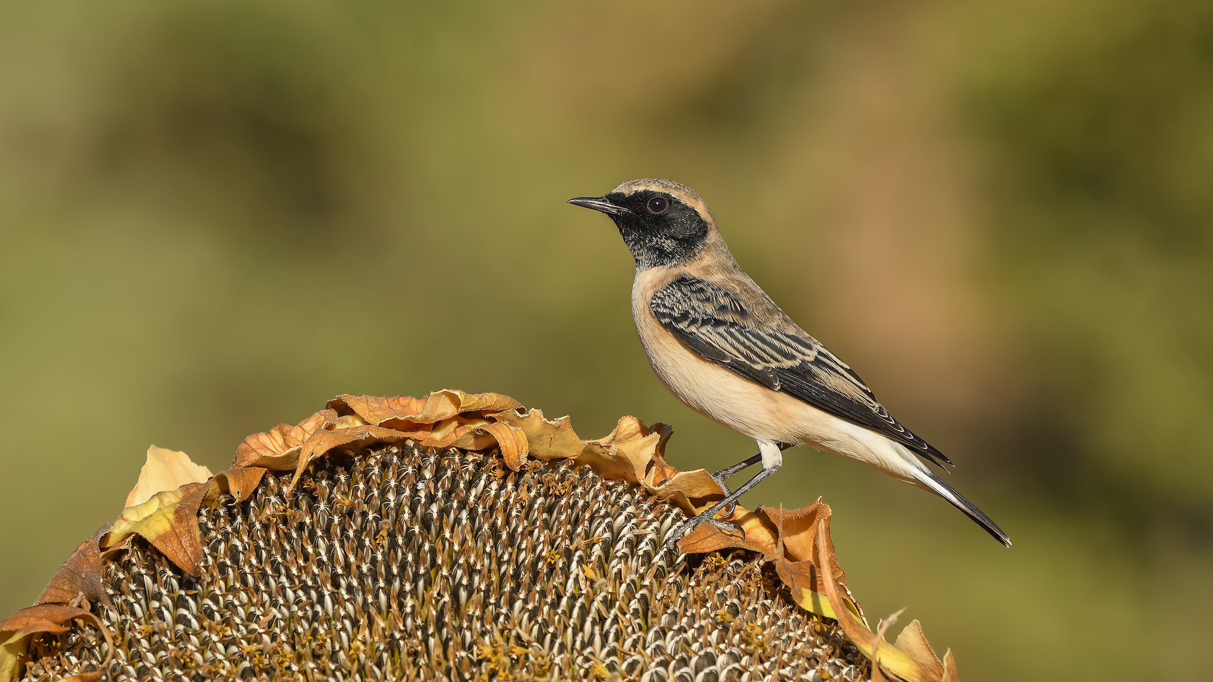 Black-eared Wheatear / Oenanthe hispanica