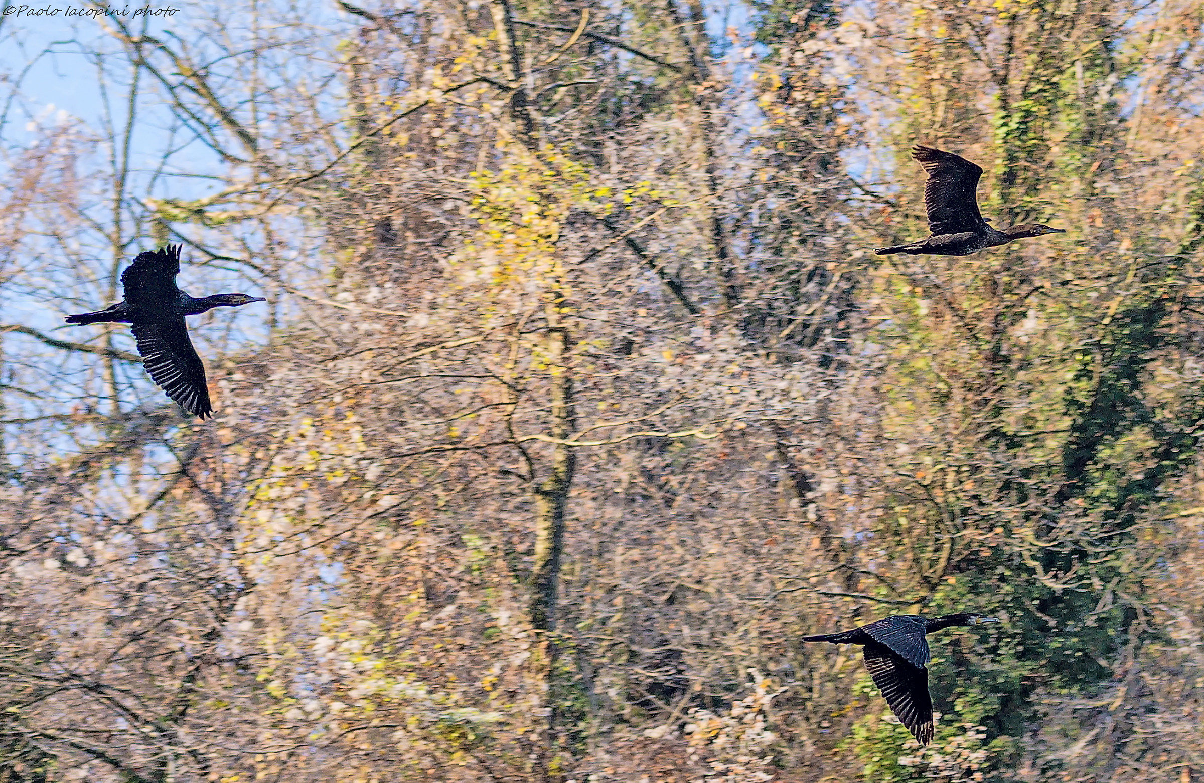 Cormorani in volo
