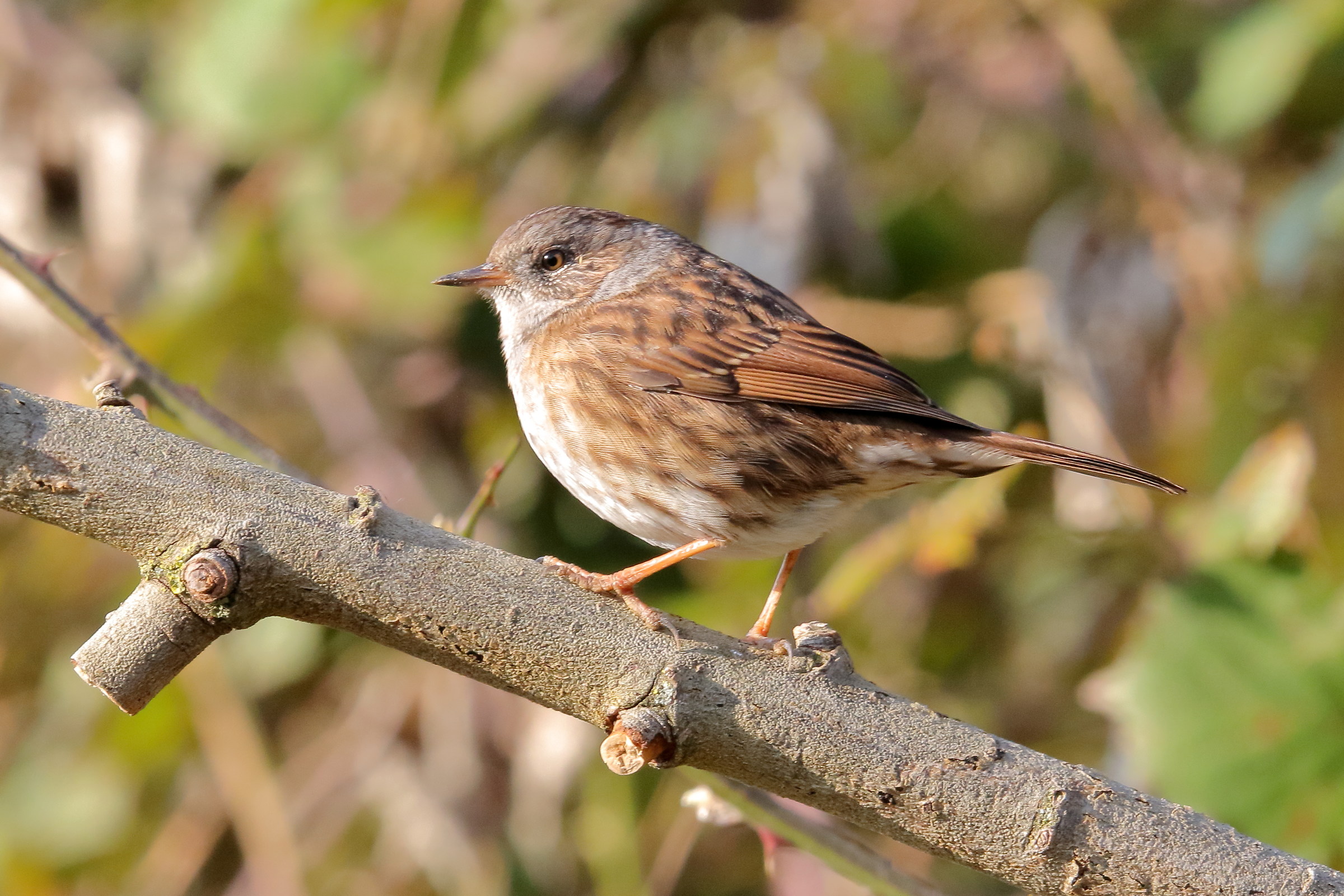 Passera Scopaiola 12/2016