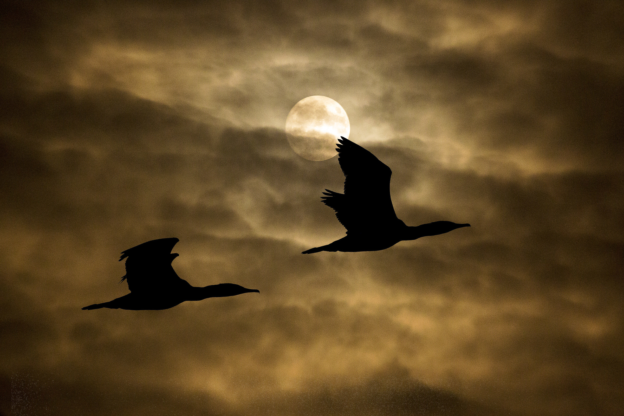 Black Birds (or the impossible)