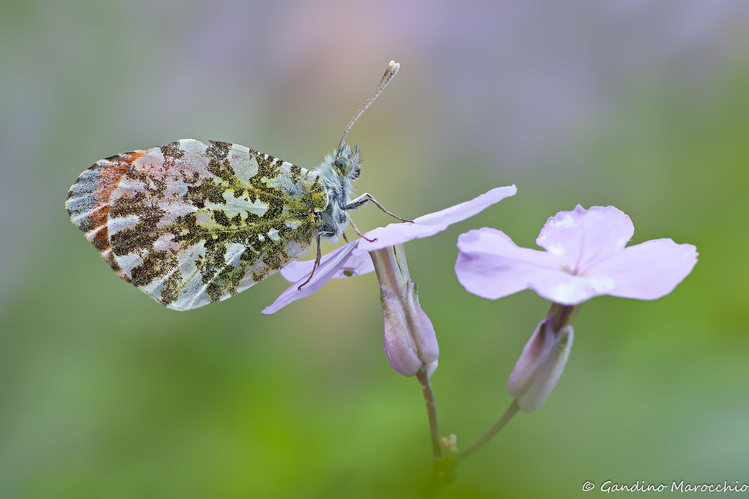 Anthocharis Cardamines