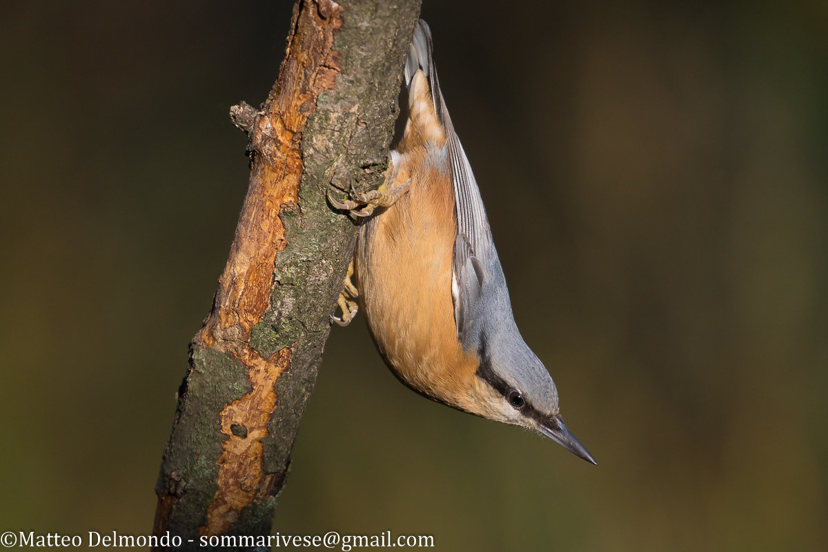 nuthatch