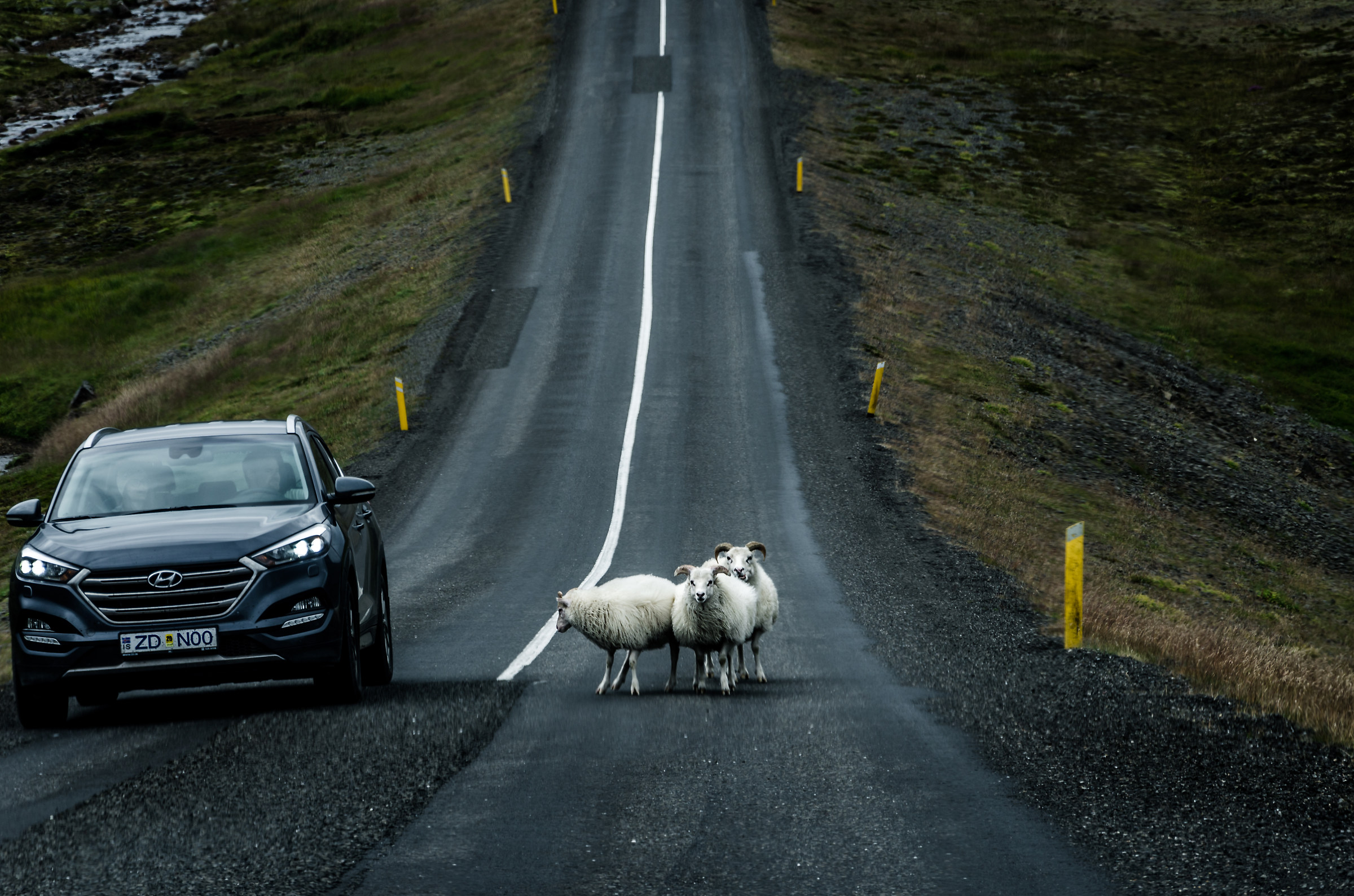 iceland sheeps