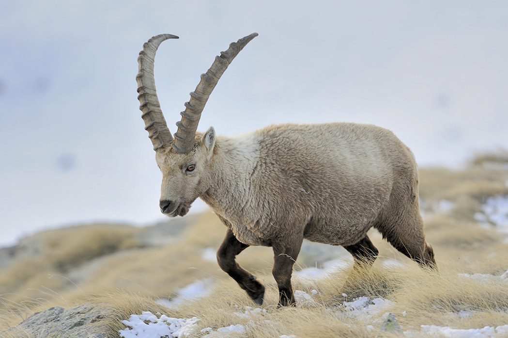 Ibex