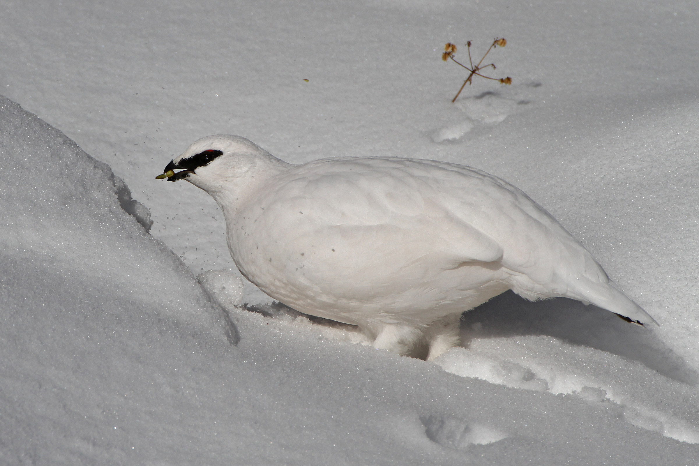 Pernice bianca - Dolomiti