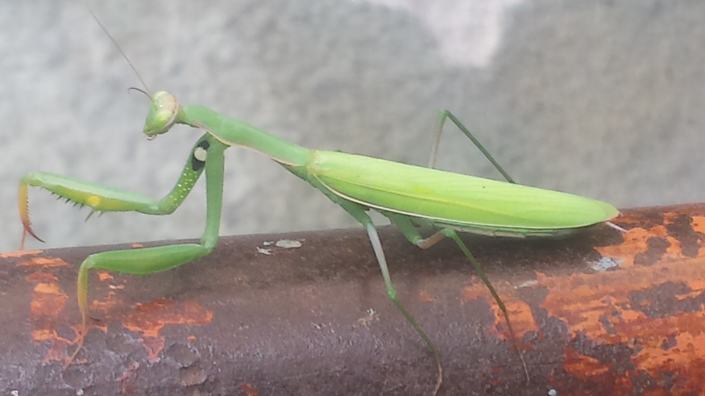 Eleganza assoluta