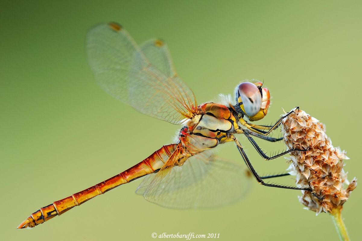 Sympetrum