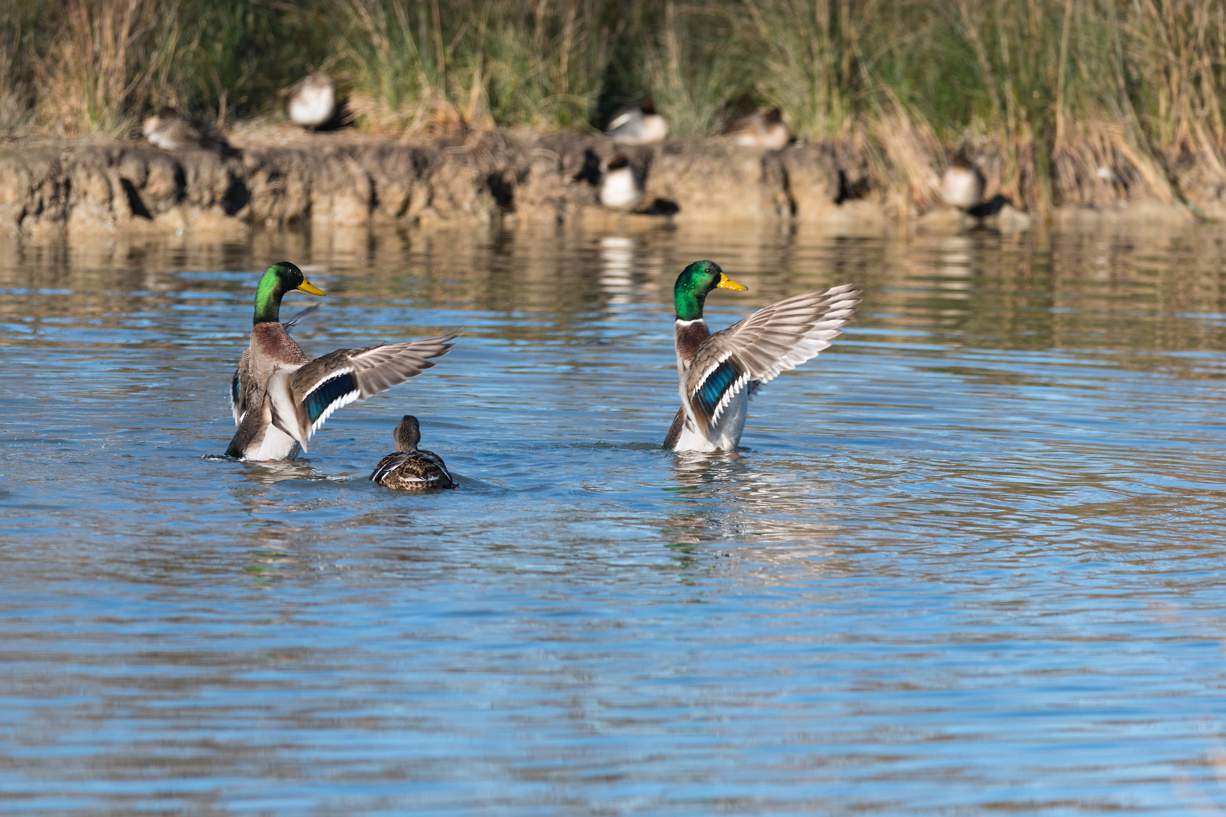 Il ballo del qua qua