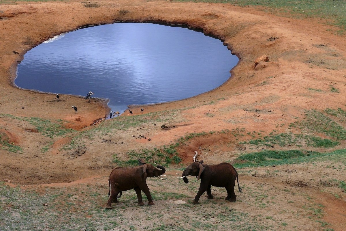 African views amarcord