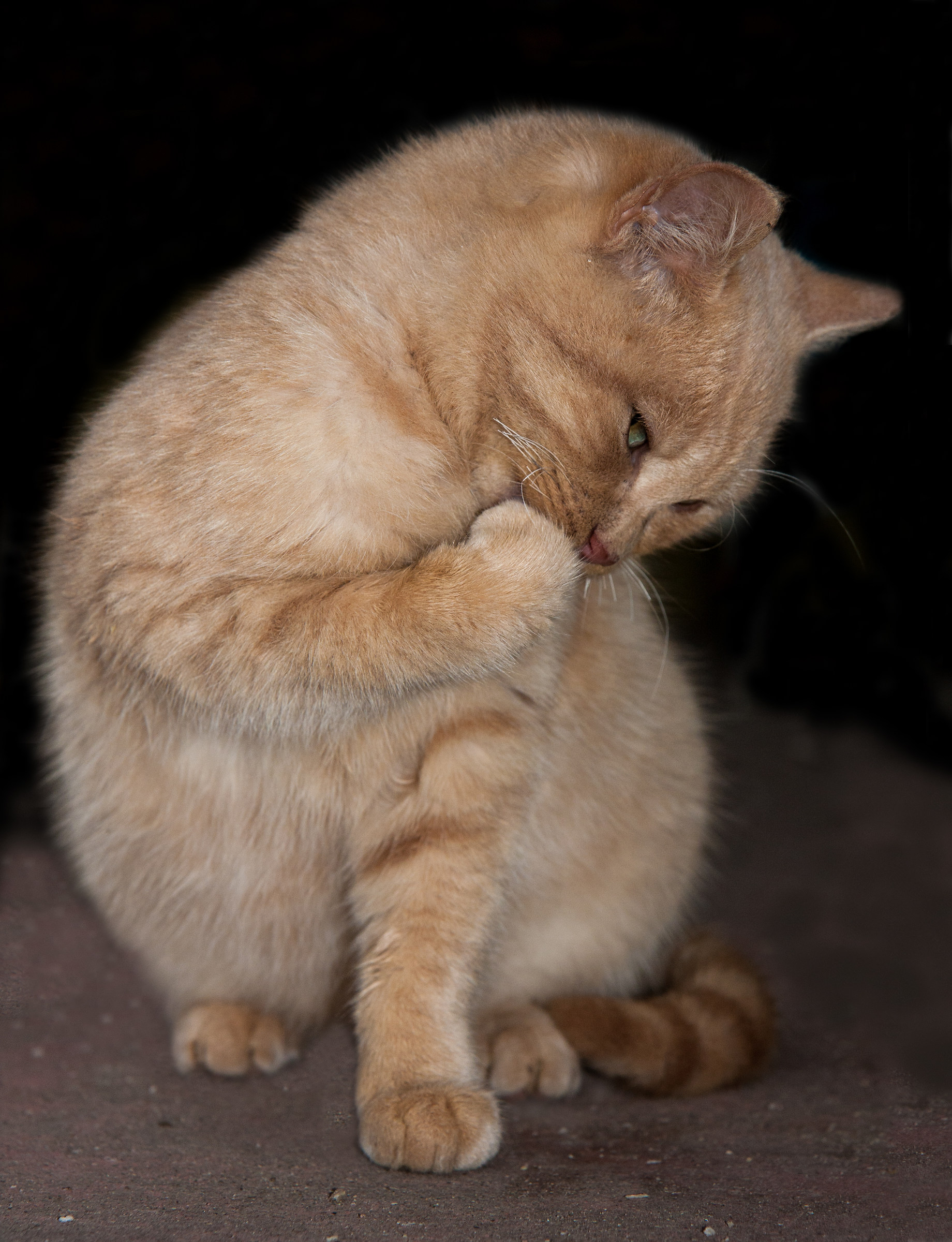 Poldo (dopo un amhburgher)