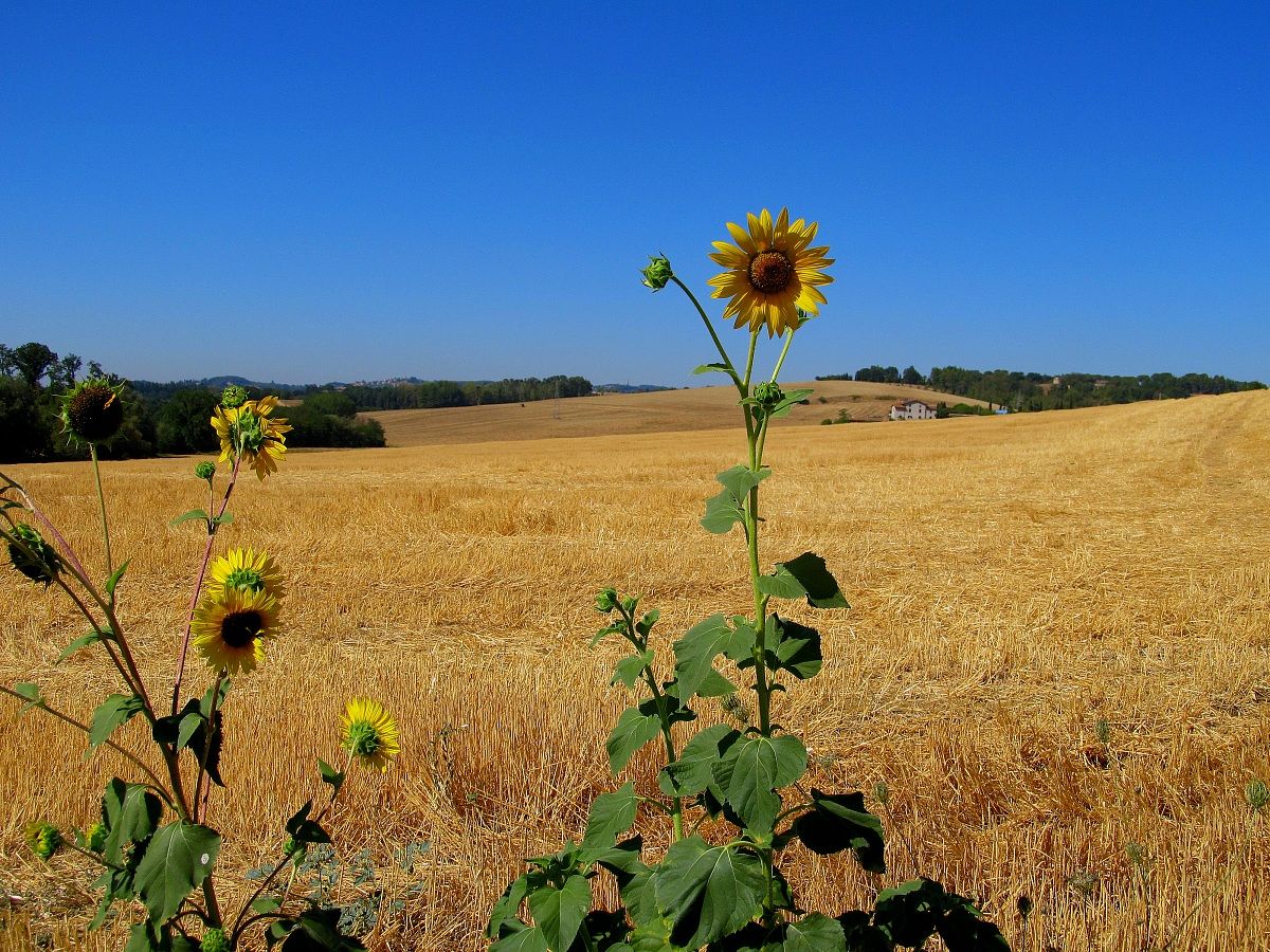 l'ultimo  girasole