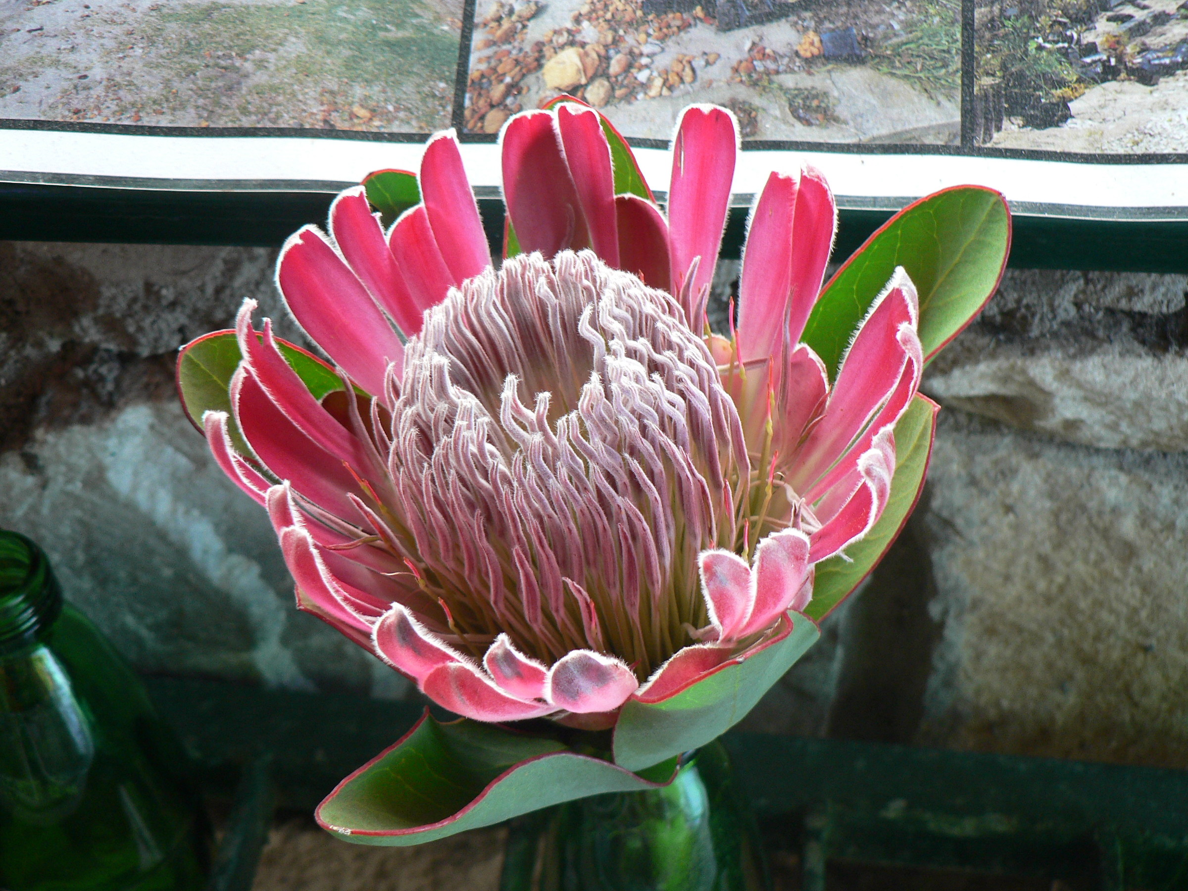 fiore di protea (Sud Africa)