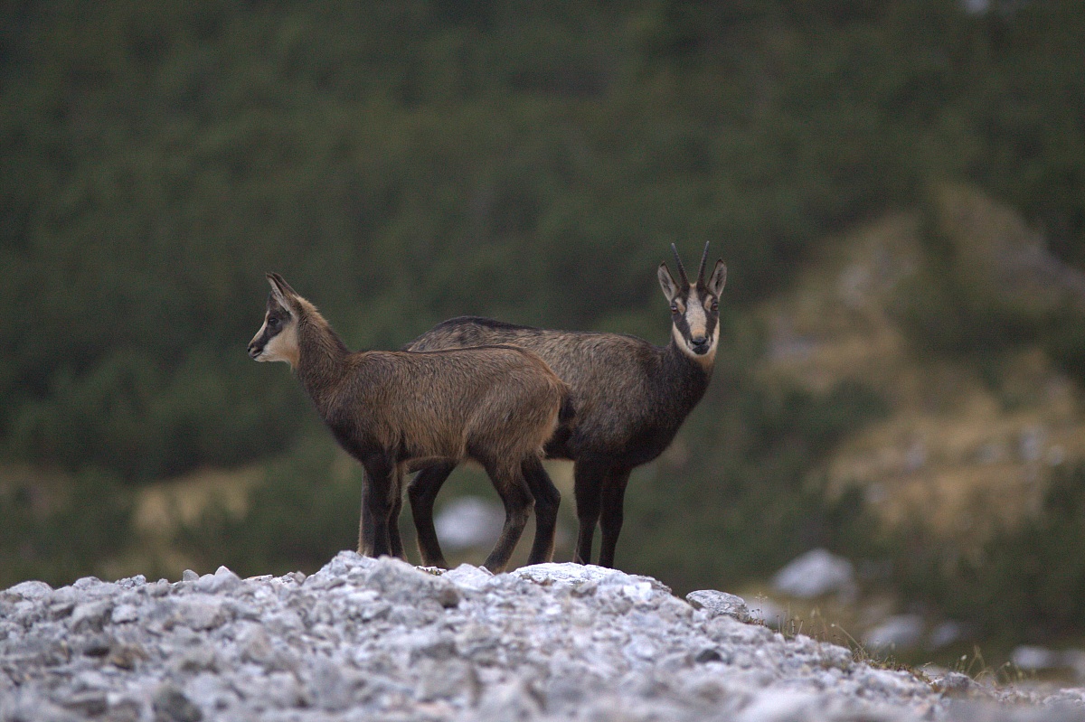 Chamois