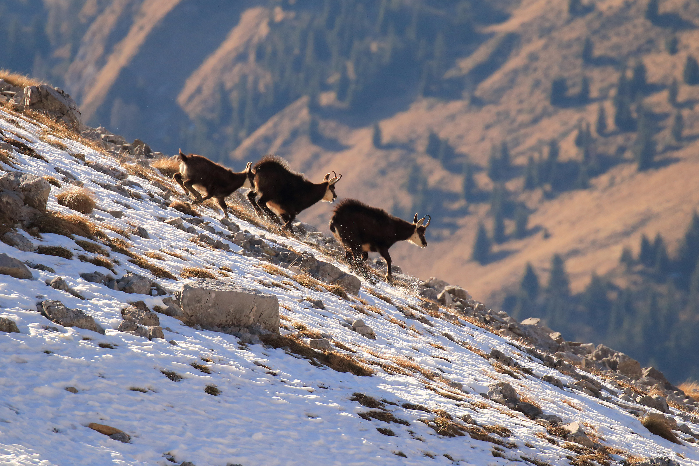 the daring descents ...